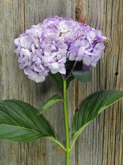 PAINTED PURPLE #7 TINTED HYDRANGEAS